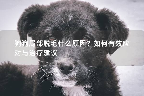 狗狗局部脱毛什么原因？如何有效应对与治疗建议