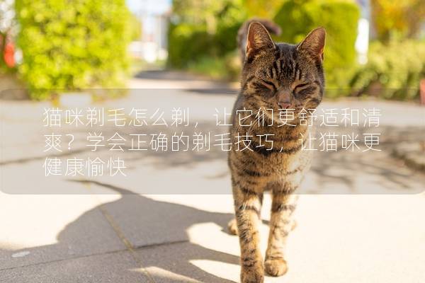 猫咪剃毛怎么剃，让它们更舒适和清爽？学会正确的剃毛技巧，让猫咪更健康愉快