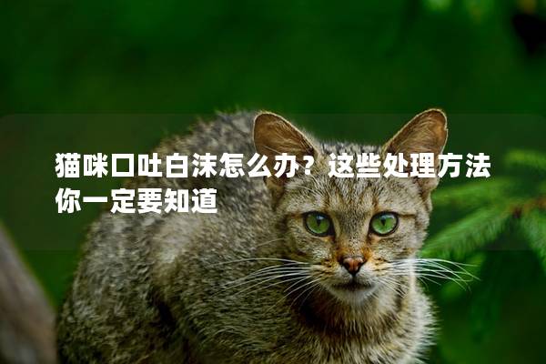 猫咪口吐白沫怎么办？这些处理方法你一定要知道