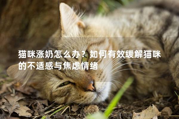 猫咪涨奶怎么办？如何有效缓解猫咪的不适感与焦虑情绪