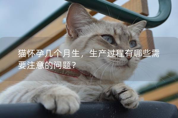 猫怀孕几个月生，生产过程有哪些需要注意的问题？