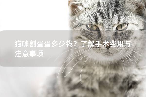 猫咪割蛋蛋多少钱？了解手术费用与注意事项