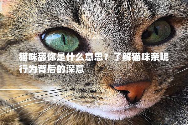 猫咪舔你是什么意思？了解猫咪亲昵行为背后的深意