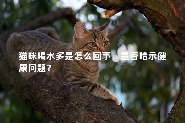 猫咪喝水多是怎么回事，是否暗示健康问题？