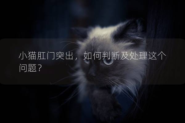 小猫肛门突出，如何判断及处理这个问题？