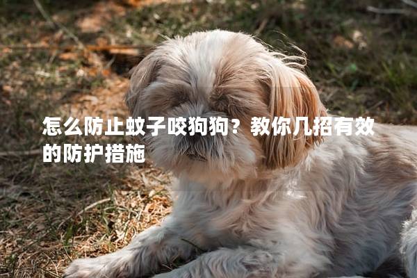 怎么防止蚊子咬狗狗？教你几招有效的防护措施