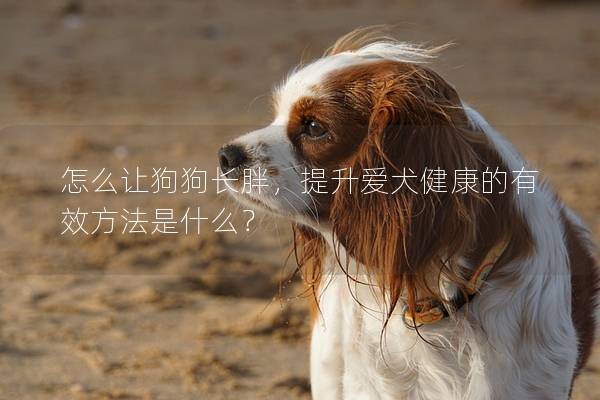 怎么让狗狗长胖，提升爱犬健康的有效方法是什么？