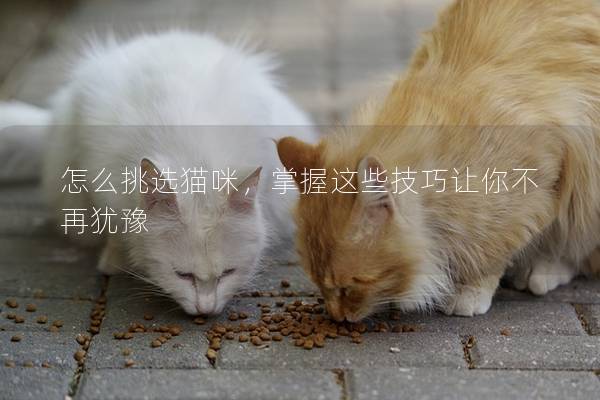 怎么挑选猫咪，掌握这些技巧让你不再犹豫