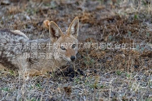 狗能喝纯牛奶吗？了解狗狗饮食的注意事项与建议