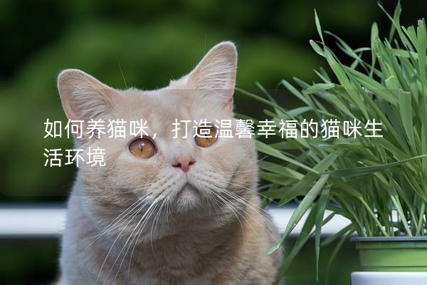 如何养猫咪，打造温馨幸福的猫咪生活环境