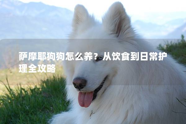 萨摩耶狗狗怎么养?从饮食到日常护理全攻略