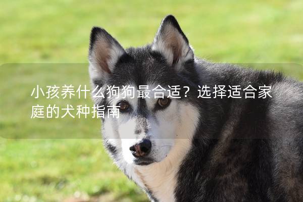 小孩养什么狗狗最合适？选择适合家庭的犬种指南