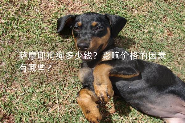 萨摩耶狗狗多少钱?影响价格的因素有哪些?