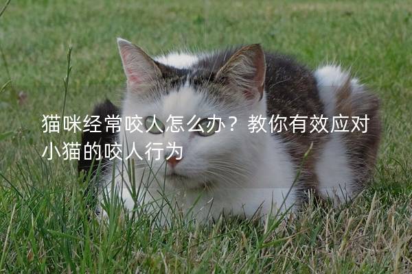 猫咪经常咬人怎么办？教你有效应对小猫的咬人行为