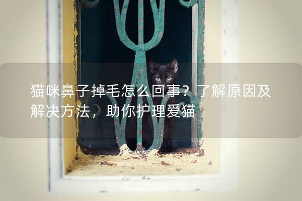 猫咪鼻子掉毛怎么回事？了解原因及解决方法，助你护理爱猫