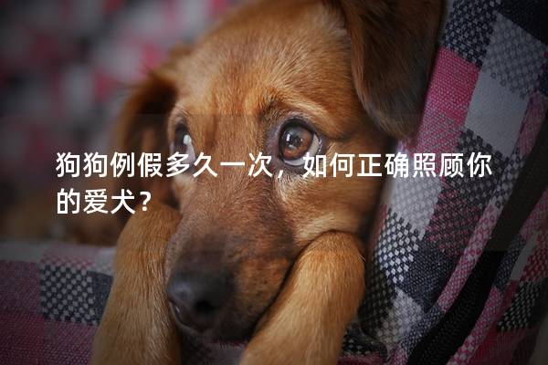 狗狗例假多久一次，如何正确照顾你的爱犬？