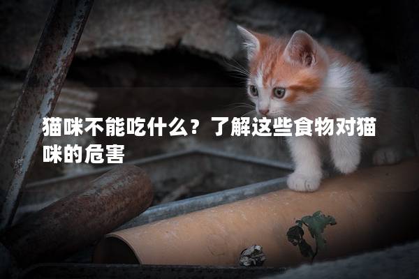 猫咪不能吃什么？了解这些食物对猫咪的危害