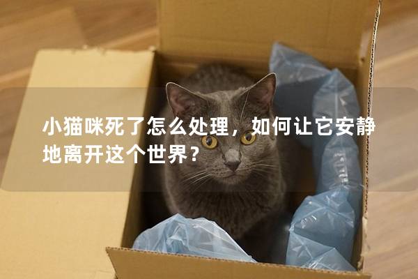 小猫咪死了怎么处理，如何让它安静地离开这个世界？