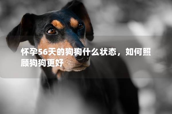 怀孕56天的狗狗什么状态，如何照顾狗狗更好