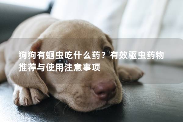 狗狗有蛔虫吃什么药？有效驱虫药物推荐与使用注意事项