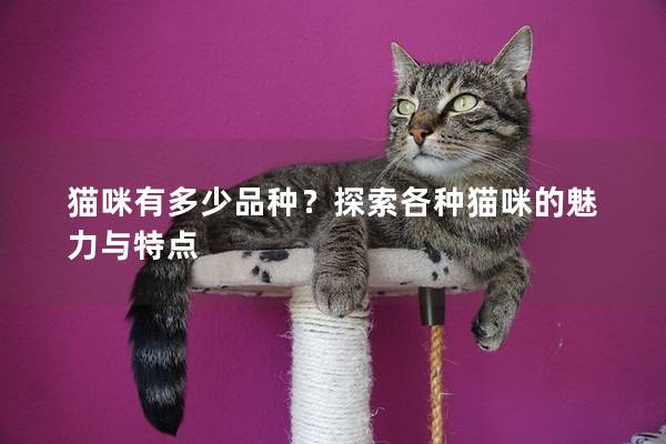 猫咪有多少品种？探索各种猫咪的魅力与特点