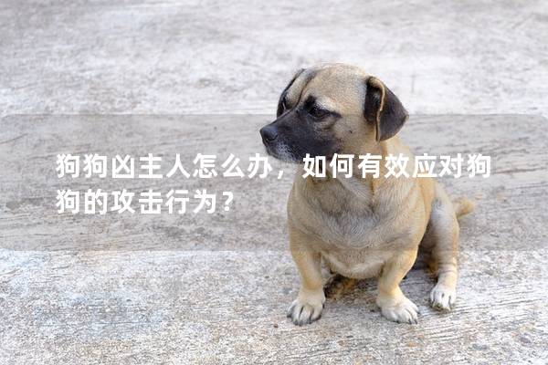 狗狗凶主人怎么办，如何有效应对狗狗的攻击行为？