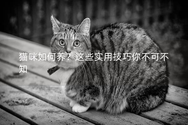 猫咪如何养？这些实用技巧你不可不知