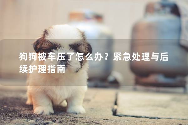 狗狗被车压了怎么办？紧急处理与后续护理指南