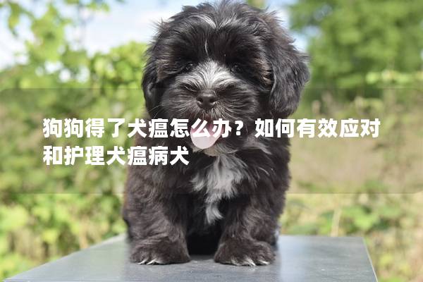 狗狗得了犬瘟怎么办？如何有效应对和护理犬瘟病犬