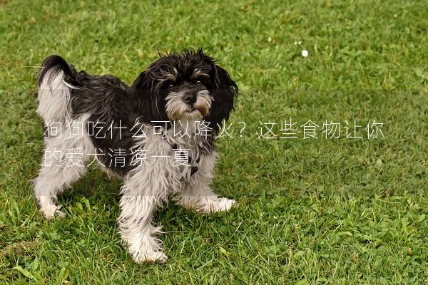 狗狗吃什么可以降火？这些食物让你的爱犬清凉一夏