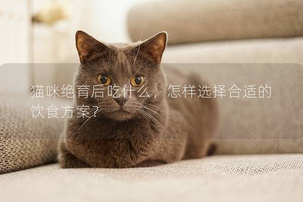 猫咪绝育后吃什么，怎样选择合适的饮食方案？