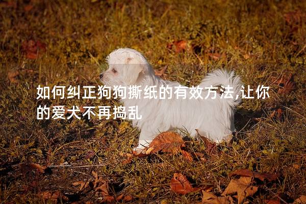 如何纠正狗狗撕纸的有效方法,让你的爱犬不再捣乱