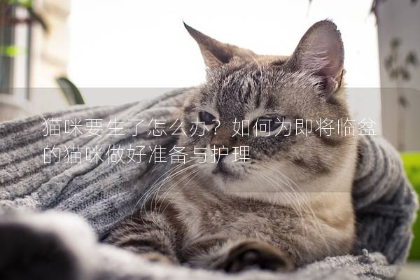 猫咪要生了怎么办？如何为即将临盆的猫咪做好准备与护理