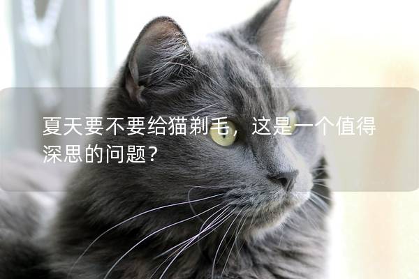 夏天要不要给猫剃毛，这是一个值得深思的问题？