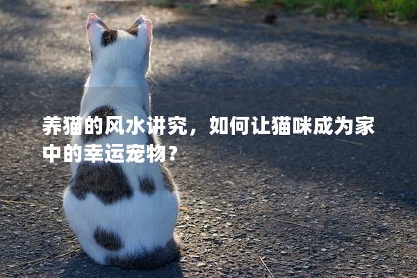 养猫的风水讲究，如何让猫咪成为家中的幸运宠物？