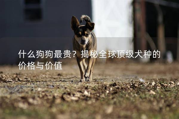 什么狗狗最贵？揭秘全球顶级犬种的价格与价值