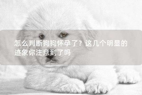 怎么判断狗狗怀孕了？这几个明显的迹象你注意到了吗