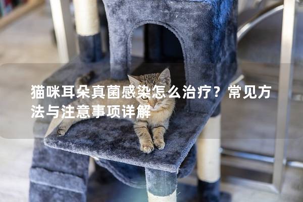 猫咪耳朵真菌感染怎么治疗？常见方法与注意事项详解