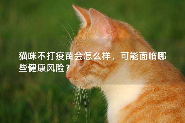 猫咪不打疫苗会怎么样，可能面临哪些健康风险？