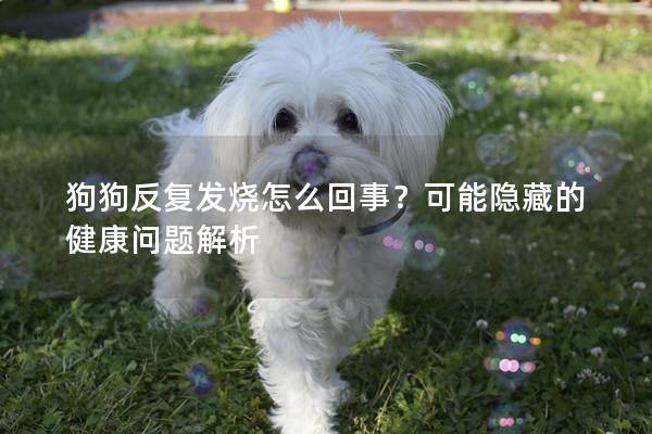 狗狗反复发烧怎么回事？可能隐藏的健康问题解析