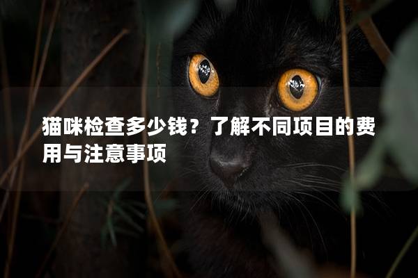 猫咪检查多少钱？了解不同项目的费用与注意事项