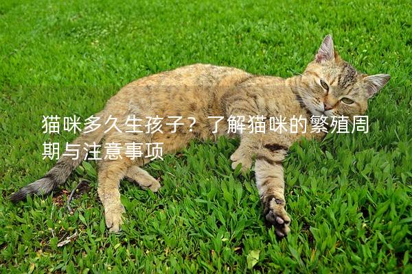 猫咪多久生孩子？了解猫咪的繁殖周期与注意事项