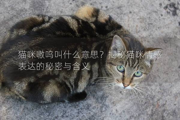 猫咪嗷呜叫什么意思？揭秘猫咪情感表达的秘密与含义