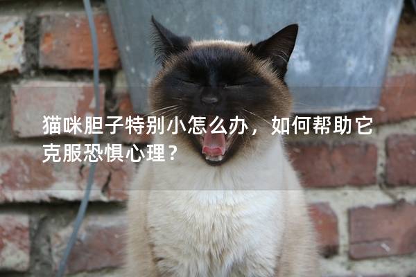 猫咪胆子特别小怎么办，如何帮助它克服恐惧心理？