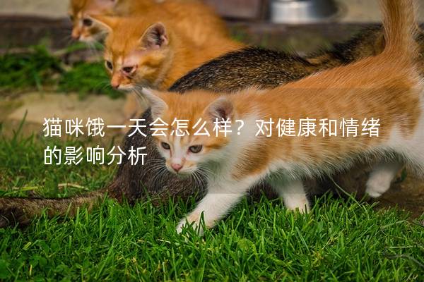 猫咪饿一天会怎么样？对健康和情绪的影响分析