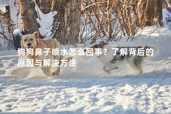 狗狗鼻子喷水怎么回事？了解背后的原因与解决方法