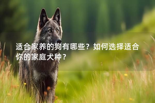 适合家养的狗有哪些？如何选择适合你的家庭犬种？