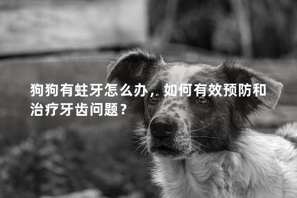 狗狗有蛀牙怎么办，如何有效预防和治疗牙齿问题？