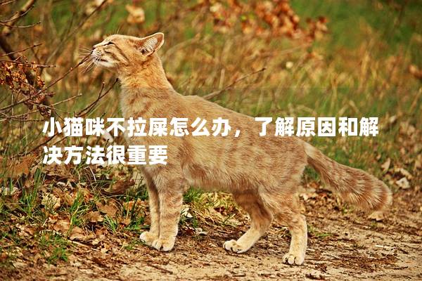 小猫咪不拉屎怎么办，了解原因和解决方法很重要