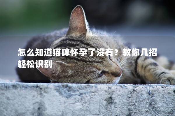 怎么知道猫咪怀孕了没有？教你几招轻松识别